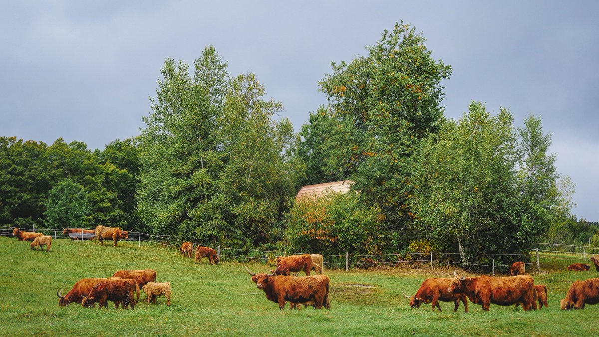 thatbackpacker's tweet image. In case you needed a few more reasons to visit Au Diable Vert: they have beautiful hiking trails + hairy coos!!! 🌿👣 #CreateYourTrail #MerrellCanada #QuebecOriginal