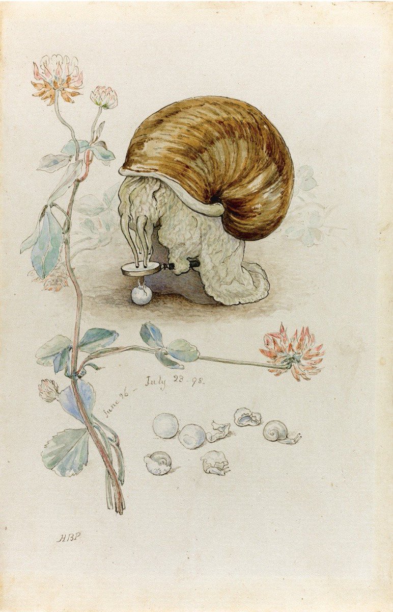 A Snail and Its Young. 1898. Beatrix Potter
#BeatrixPotter #Englishwriter #illustrator #naturalscientist