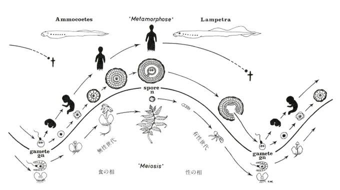 呼吸、拍動、歩行、摂食、昼夜、月齢、四季、成長等々。我々は、意識とは無関係のリズムの中で生きている。この意識とは無関係のリズムに意識が介入すると、たちまち心身のバランスが崩れる。心身のバランスは制作においても基本である。図版は三木成夫『生命形態学序説』より。 