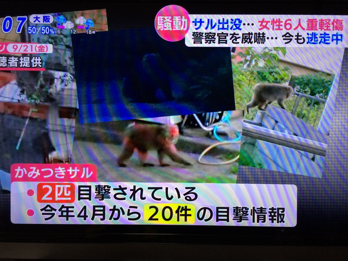 べら No Twitter 牧之原で猿出没のニュース これだけ被害が出ているのに 崖の下に追い込む作戦って 猿 サル 牧之原