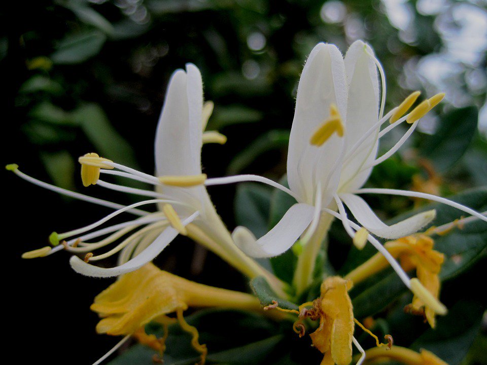 世界に咲く花 スイカズラ 和名の吸い葛はかつて花を口にくわえて甘い蜜を吸ったことに由来するといわれます 英名の Honeysuckleも蜜を吸うという意味 花言葉は 愛の絆 献身的な愛
