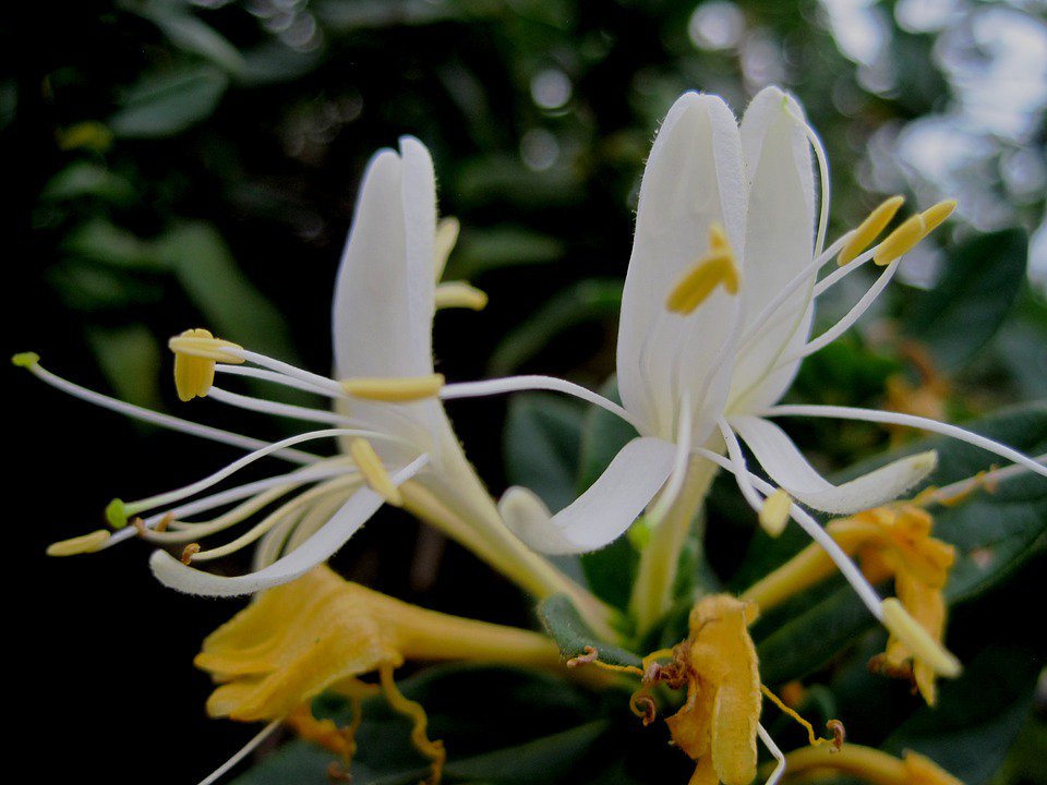 人気ダウンロード Honeysuckle 意味