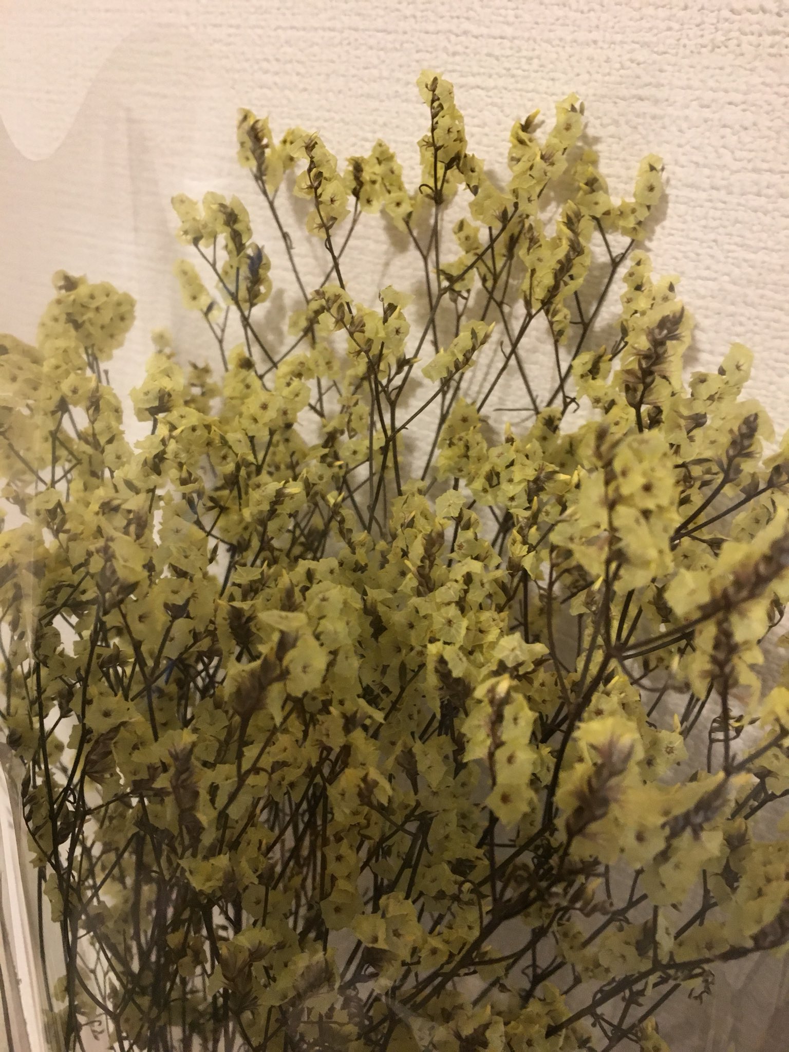 Uzivatel Naopie ナオピー Na Twitteru 先日 お花屋さん Lady Bugs で購入したシネンシスのドライフラワー シネンシスの花言葉 永遠の愛 お店の方から発せられた 田中さん に妙にドキッとした 田中圭 Tokyowalker T Co Hi5qm0glqp Twitter