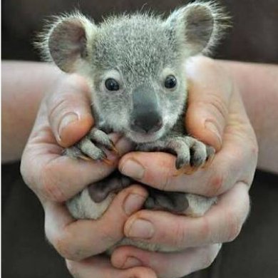 movemovepilates's tweet photo. Done Good Dept. 

REMINDER: Baby koalas exist and they are most excellent. #SaveTheKoala https://t.co/Ts6KNtb127