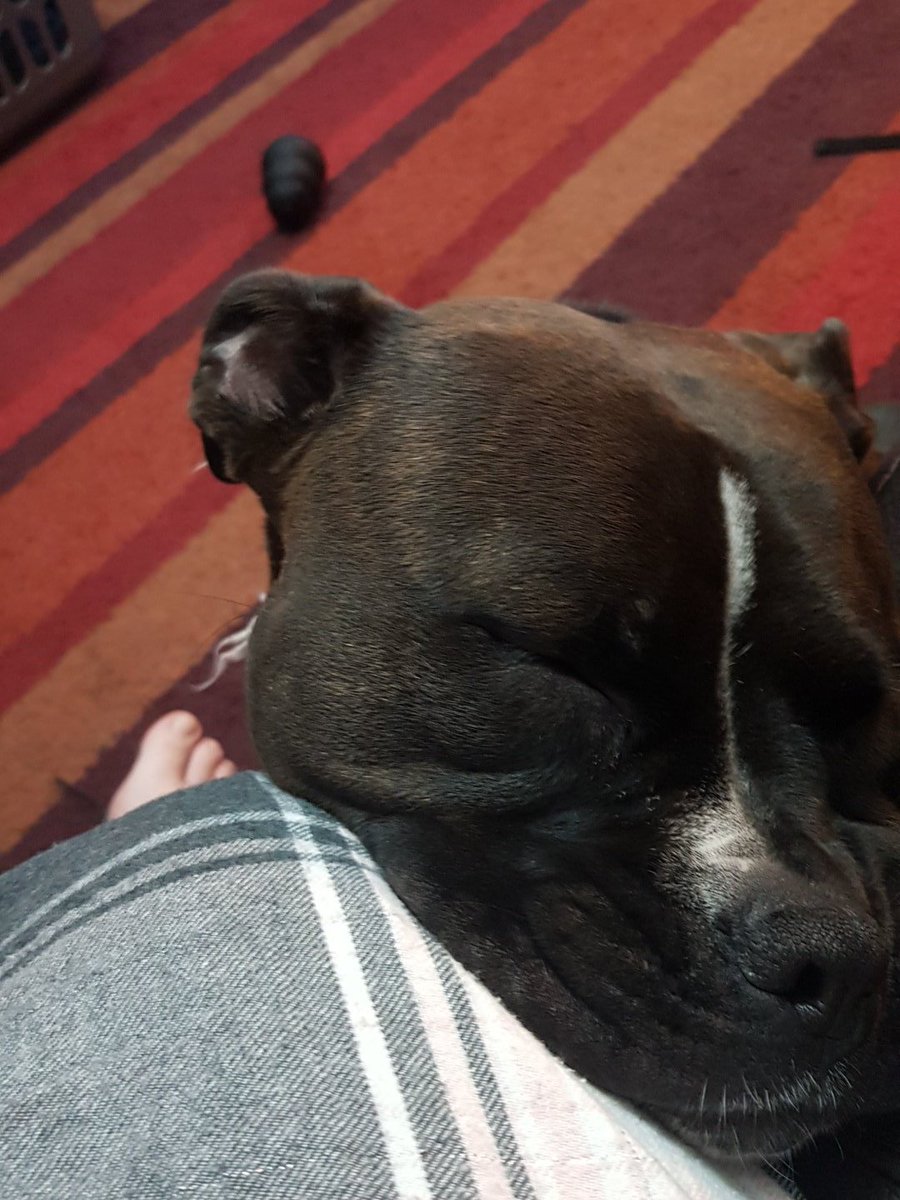 rachydevil's tweet image. Sleepy baby. She fell asleep stood up, leaning against my leg 😍 #SleepyDoggo