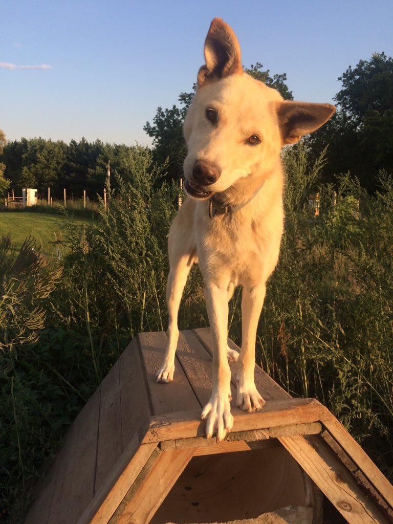 The next dog is Spike. Spike scores a 5 on the SDSI. He is fluffy, but his individual hairs curl at the ends (see fig. 2), making them rough to the touch.