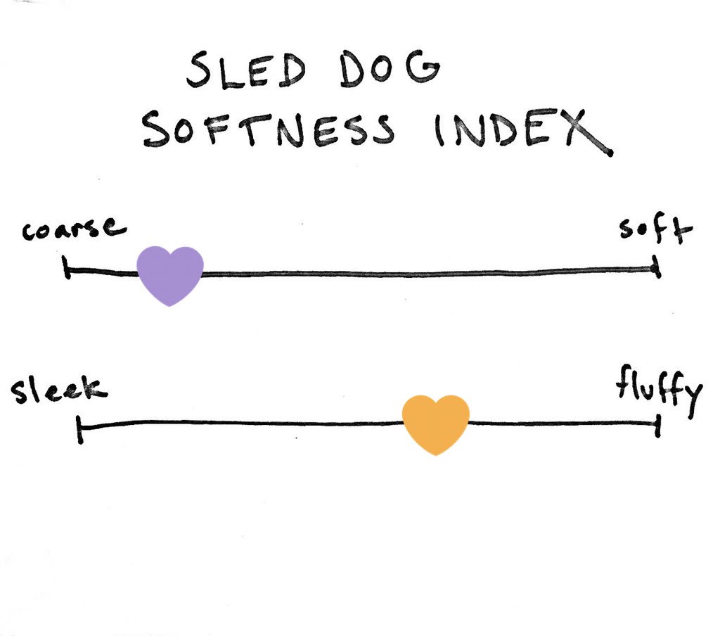 The next dog is Spike. Spike scores a 5 on the SDSI. He is fluffy, but his individual hairs curl at the ends (see fig. 2), making them rough to the touch.