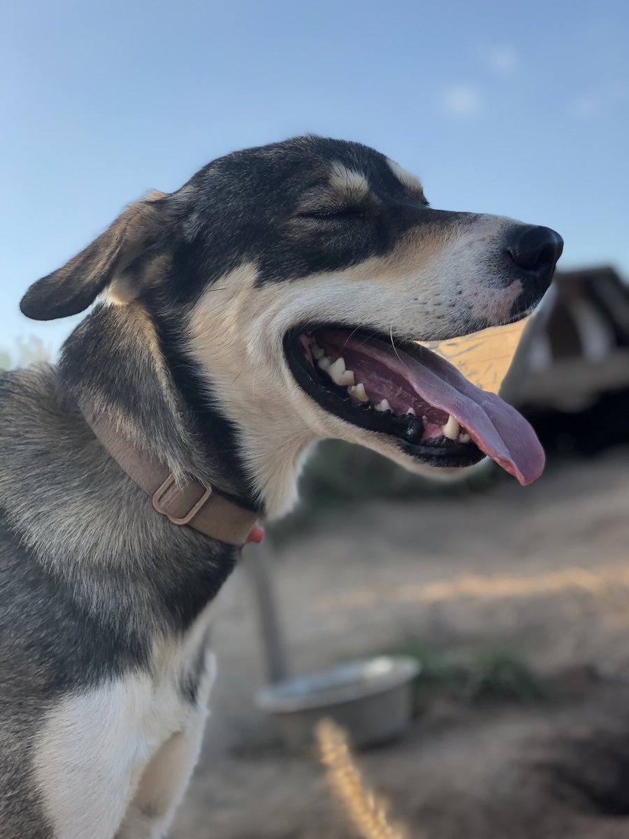 After Spike, we jump to a score of 7. There are several dogs in this category. Brothers Jeff Sharlet, Talese, and Boo, as well as relative newcomer Colbert, all exhibit thick, dense fur. And big hearts.