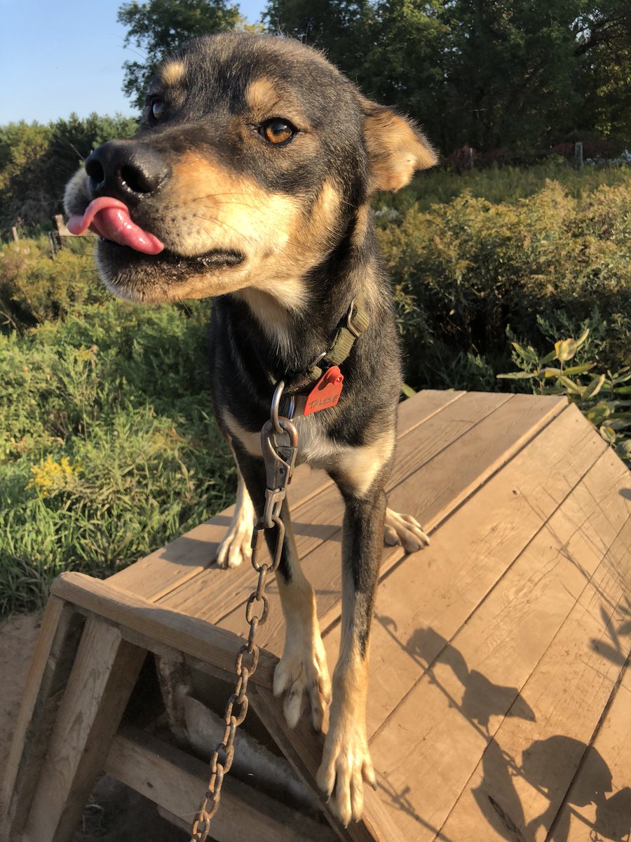 After Spike, we jump to a score of 7. There are several dogs in this category. Brothers Jeff Sharlet, Talese, and Boo, as well as relative newcomer Colbert, all exhibit thick, dense fur. And big hearts.