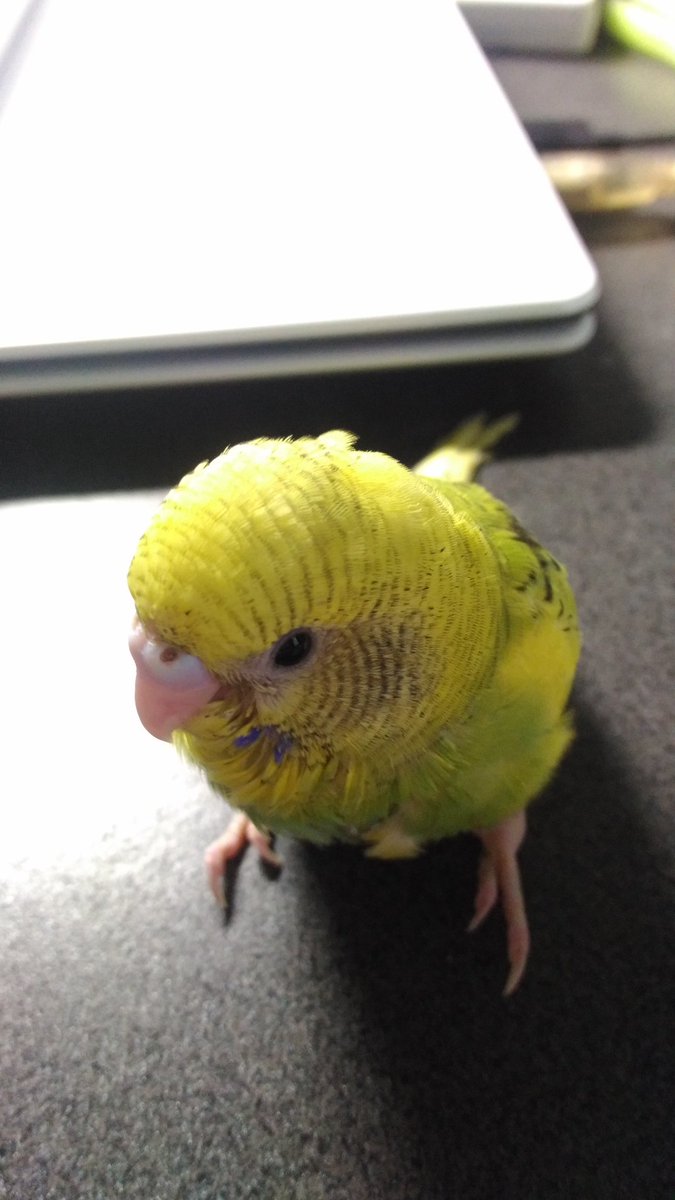 カラス(墨鴉) tweet media