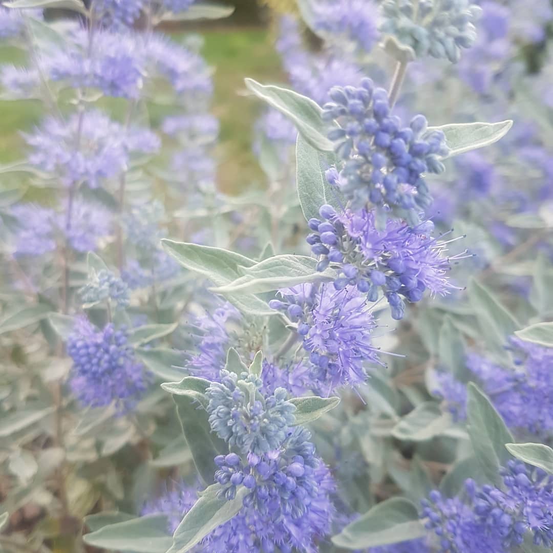 ABJP49's tweet photo. Caryopteris clandonensis Sterling Silver 'Lissilv',  nearly white leaves and melliferous blue Flowers @GenesisPMLtd #newplants #gardening #garden #jardin https://t.co/6E8MMP1vM0