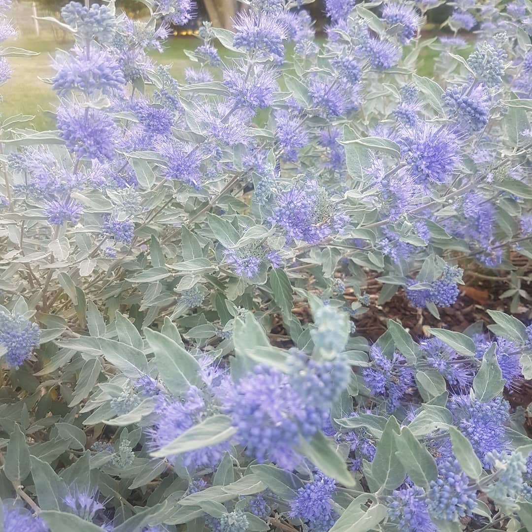 ABJP49's tweet photo. Caryopteris clandonensis Sterling Silver 'Lissilv',  nearly white leaves and melliferous blue Flowers @GenesisPMLtd #newplants #gardening #garden #jardin https://t.co/6E8MMP1vM0
