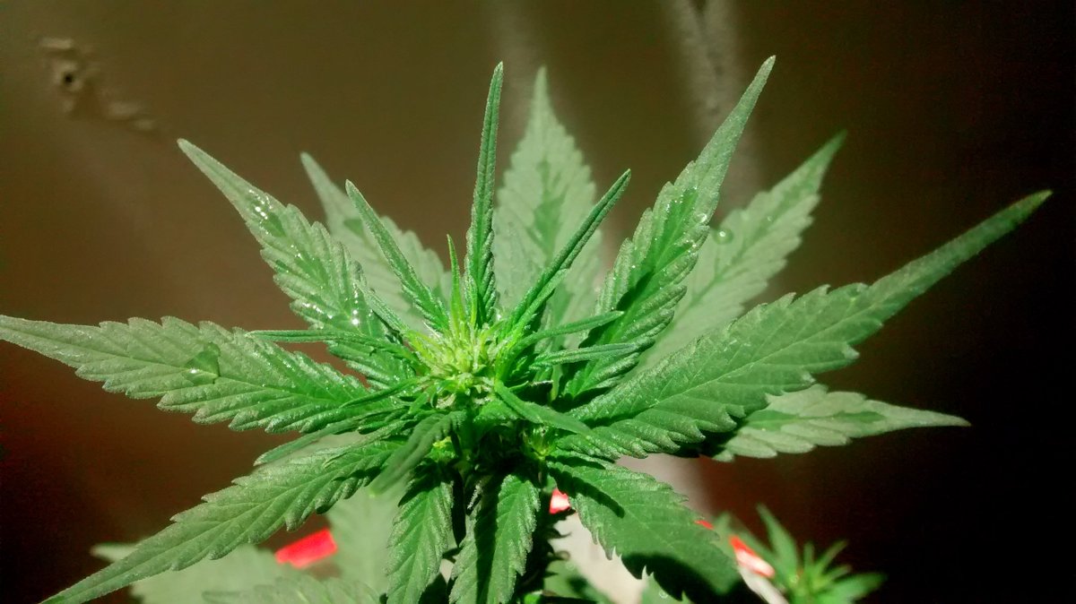 tomangell's tweet photo. BREAKING: Governor signs marijuana legalization bill in Commonwealth of Northern Mariana Islands, making history in US territory.

1st place in US to legalize sales by lawmakers instead of ballot. 1st to go straight to recreational without medical first.

https://t.co/j6uiYJblW1 https://t.co/0CreZuCTnL