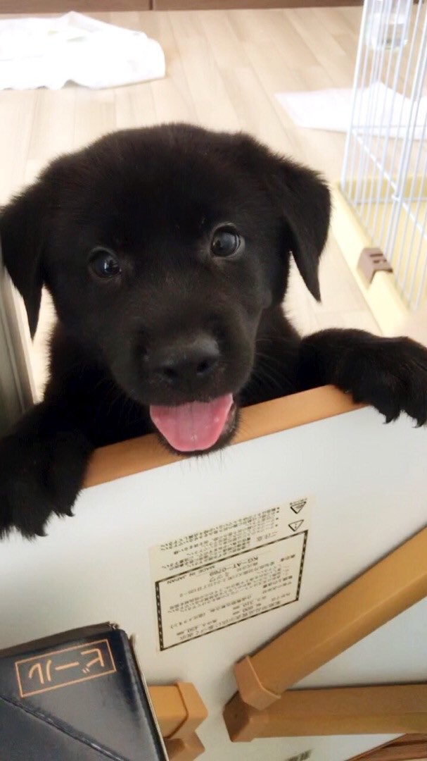 みーちゃん Twitter ನಲ ಲ 静岡県の個人ボラさんからの募集です 2月 男の子 子犬ちゃんの詳細や問い合わせは下記からお願いします T Co Oafgvpfuvk 里親募集 拡散希望 リツイート希望 子犬 ミックス犬 雑種犬 静岡県 保護犬 黒い犬 みーちゃん Twitter ನಲ ಲ 静岡県の個人ボラさんからの募集です 2月 男の子 子犬ちゃんの詳細や問い合わせは下記からお願いします T Co Oafgvpfuvk 里親募集 拡散希望 リツイート希望 子犬 ミックス犬 雑種犬 静岡県 保護犬 黒い犬