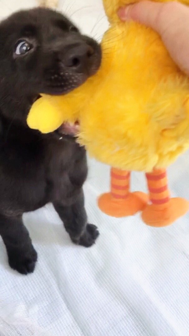 みーちゃん Twitter ನಲ ಲ 静岡県の個人ボラさんからの募集です 2月 男の子 子犬ちゃんの詳細や問い合わせは下記からお願いします T Co Oafgvpfuvk 里親募集 拡散希望 リツイート希望 子犬 ミックス犬 雑種犬 静岡県 保護犬 黒い犬