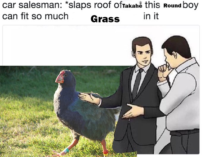 VoteTakahe's tweet photo. #roundboi #makebirdsroundagain #takayay https://t.co/VisHsqF1Y7