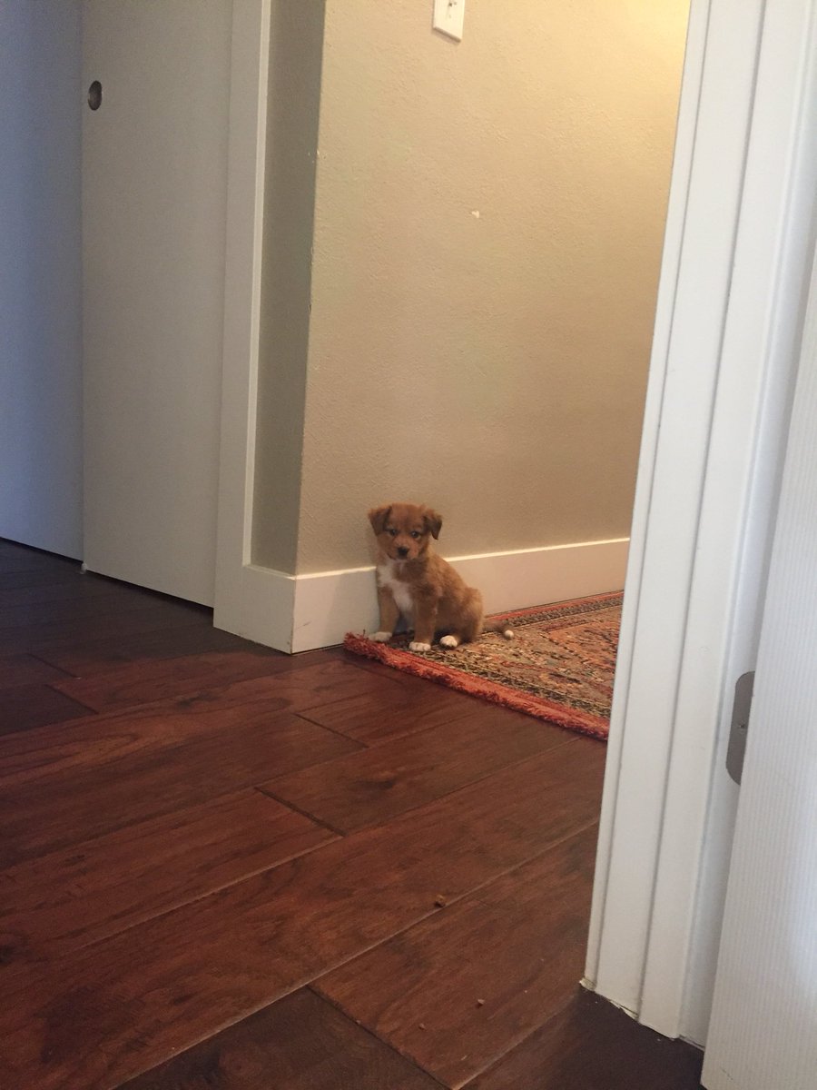 pup