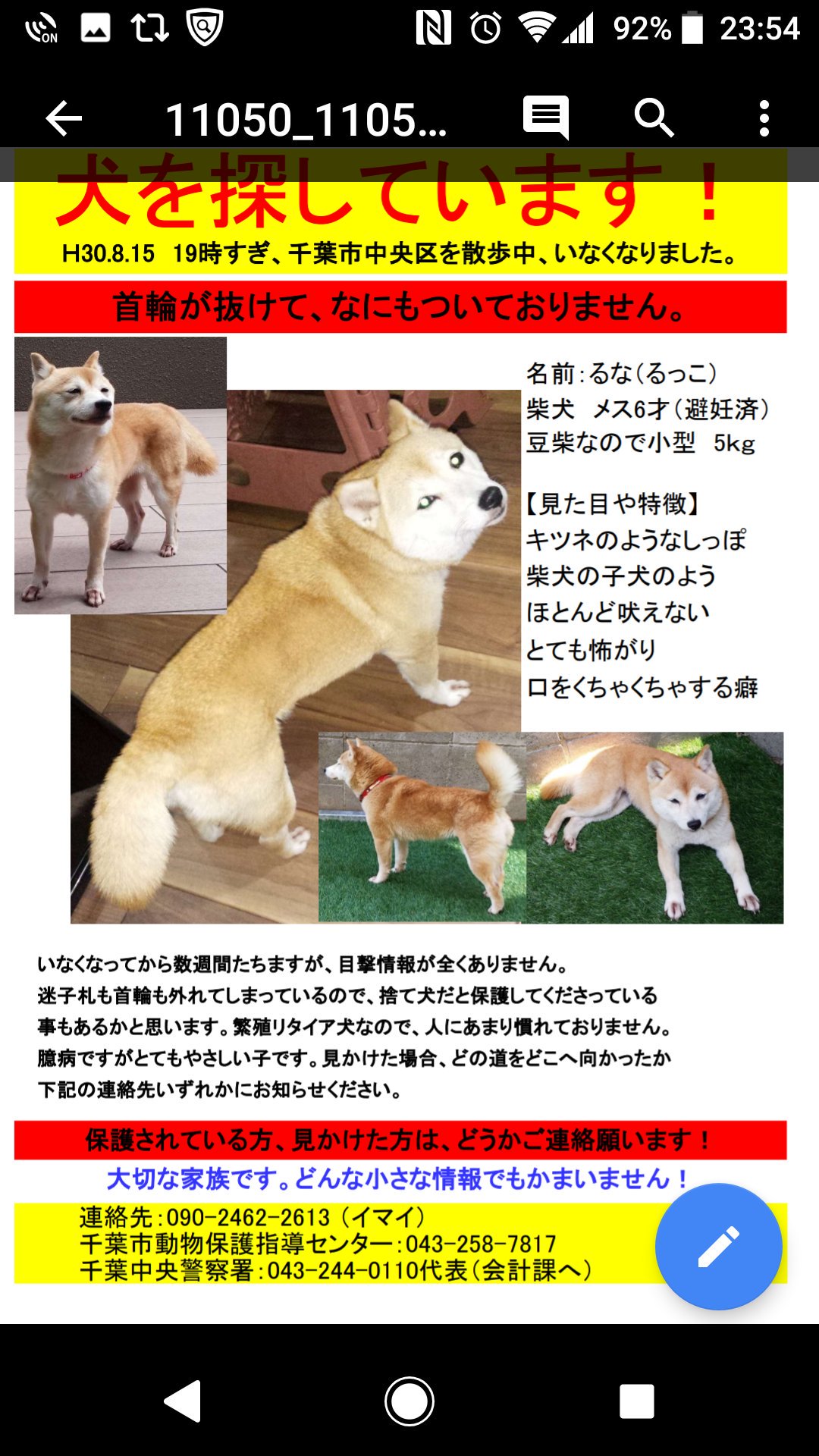 ルナ 迷子犬 千葉市 柴犬 豆柴 9月日 21日と千葉市大宮台で迷子柴犬の目撃情報ありました 首輪や大きさに多少違いがあるものの 保護しようと探していますが 私は見つけられず 大事なときに風邪をひき 電話の声が酷いですが 目撃された方は