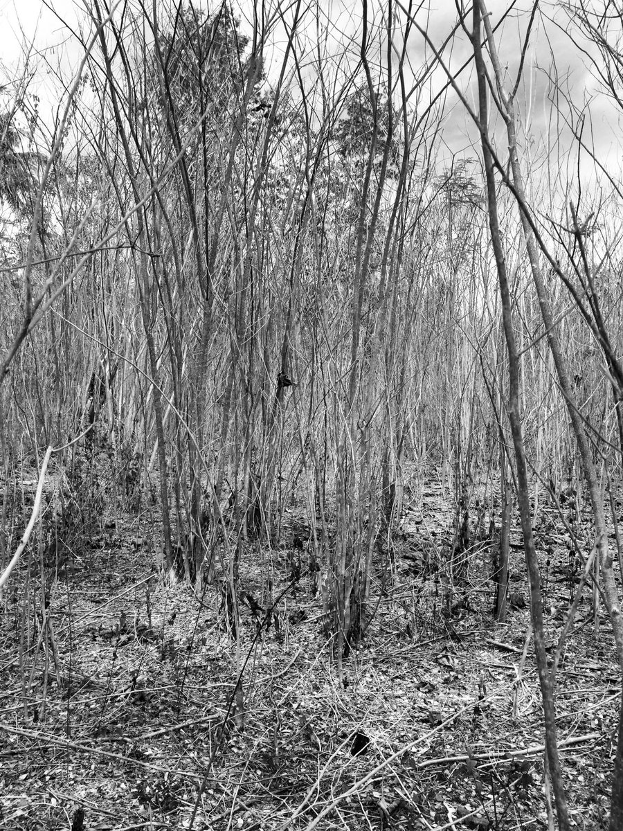 kndypryg's tweet photo. Wanna share some of my BW moments when i was in Kefamenanu-NTT for 3 days
β’
β’
ps: all these moments captured with my 5s using noir mode
β’
#visitNTT #visitindonesia #exploreindonesia https://t.co/SaNzYxwqUf