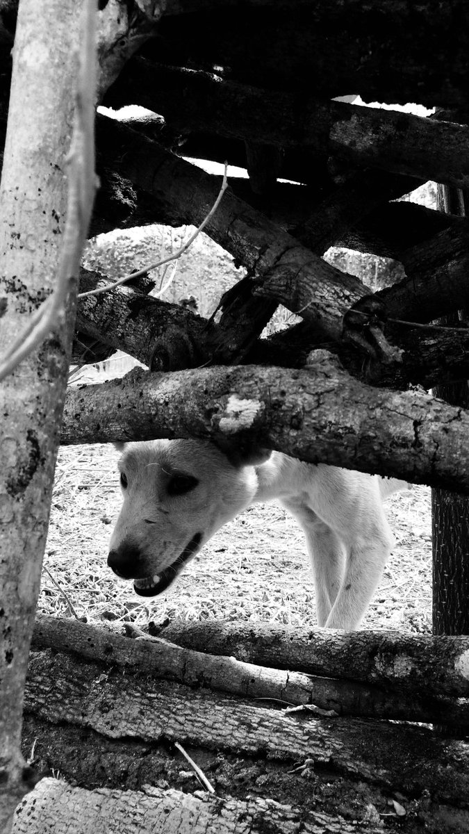 kndypryg's tweet photo. Wanna share some of my BW moments when i was in Kefamenanu-NTT for 3 days
β’
β’
ps: all these moments captured with my 5s using noir mode
β’
#visitNTT #visitindonesia #exploreindonesia https://t.co/SaNzYxwqUf