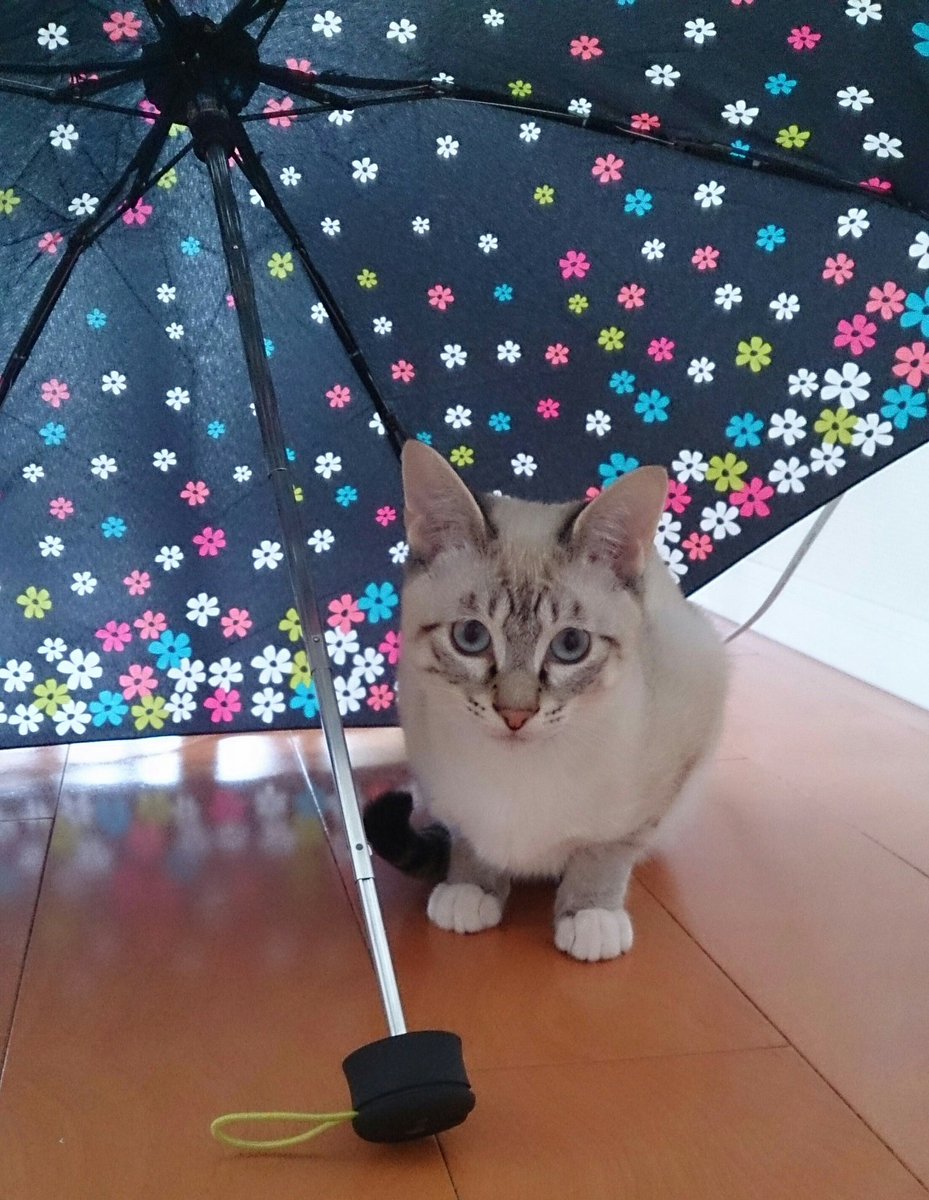 Tweet Twitterで話題 ねこ 傘がかわいい Naver まとめ