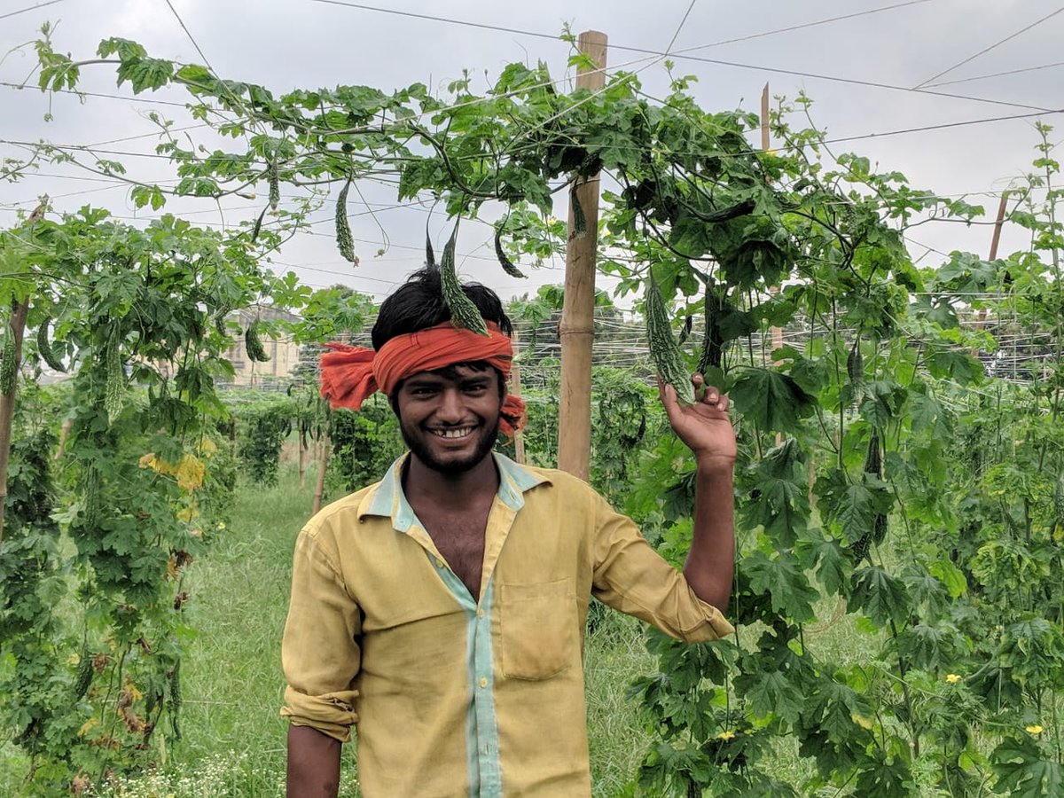 Loop4farmers's tweet photo. Using @Loop4farmers Lalji, a farmer from Birhampur village, #Bihar is able to sell more than 300 kgs of bitter gourd 3 times a week. #digitalindia #TransformingIndia https://t.co/U9KeY8NpQ2