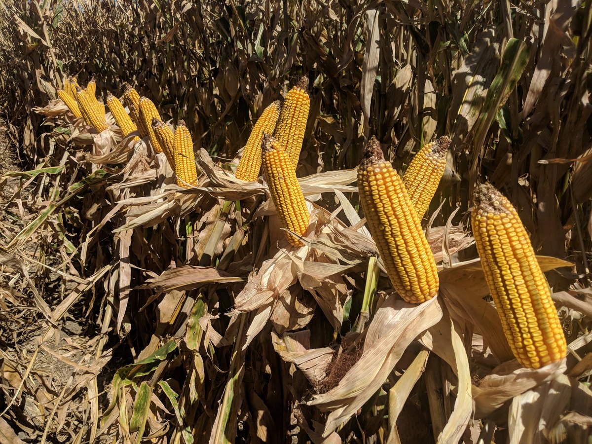 Channel Kansas (Channel_Kansas) Twitter