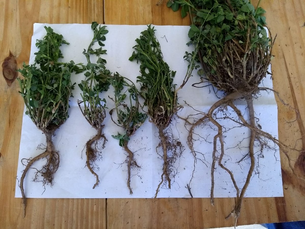 josephmjauregui's tweet photo. Efecto de la compactación subsuperficial en lotes de Alfalfa. Gentileza Rubén Giorgis. A pensar en alternativas para reducir este problema! @berhonga @crea_fe @crea_arg https://t.co/3wXCxfGQRg