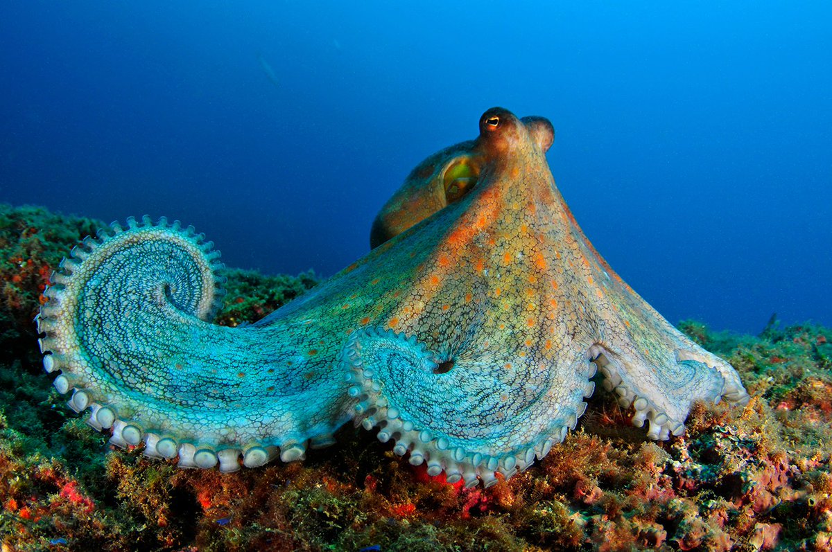 Oceanaさんのツイート Did You Know That The Oldest Known Octopus Fossil Belongs To An Animal That Lived Some 296 Million Years Ago Throwbackthursday Oceana X Carlos Minguell Ocean Oceans Octopus Oceanaさんのツイート Did You Know That The Oldest Known Octopus Fossil Belongs To An Animal That Lived Some 296 Million Years Ago Throwbackthursday Oceana X Carlos Minguell Ocean Oceans Octopus