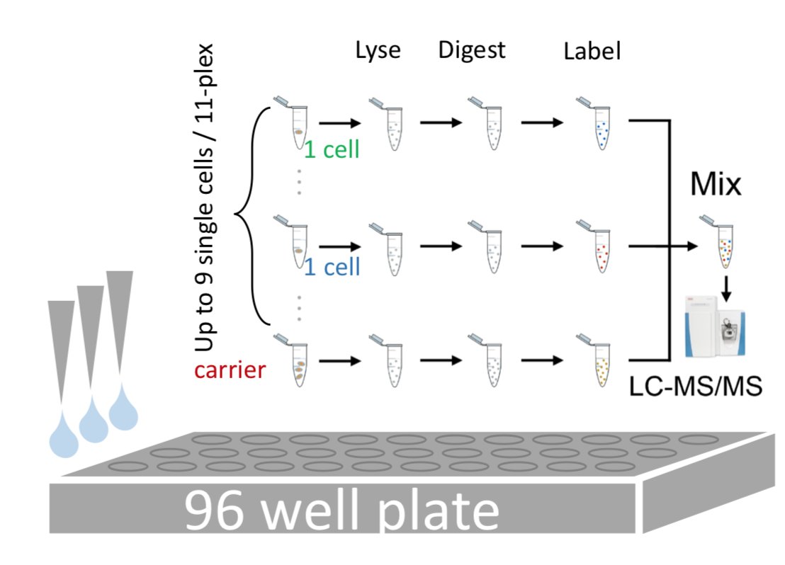 We can then combine this with protein from a much large number of cells which we call a 'carrier'. This helps stop us losing material along the way and gives us enough protein to identify it on the mass spec.