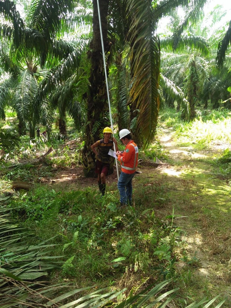 pjk3pgas_sol's tweet photo. Berau, 24 - 28 September 2018 : Pengukuran Parameter Lingkungan Kerja (termasuk Ergonomi & Psikososial) di PT Smart Tbk (Agri) Regional Kaltim oleh PJK3 PGAS Solution #PJK3 #HigieneIndustri #LingKer #K3 #Lingkungan #UKLUPL #Amdal #PGAS #Solutionation @pgas_solution @Gas_Negara https://t.co/WiNyhh6zx9