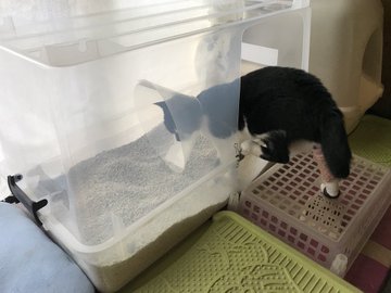 猫のトイレ 大きさのおすすめは 衣装ケースをdiy