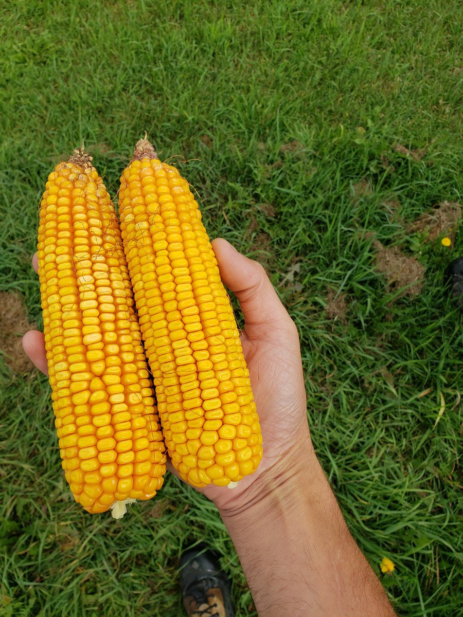 gpsontario's tweet photo. Yield checking tonight at the #striptillfarm with @DawnEquipment  Pluribus. I'll take it. #lowerinputcosts #bigyields #harvest18 #ontag #fromthefield https://t.co/Vj54UDdUfR