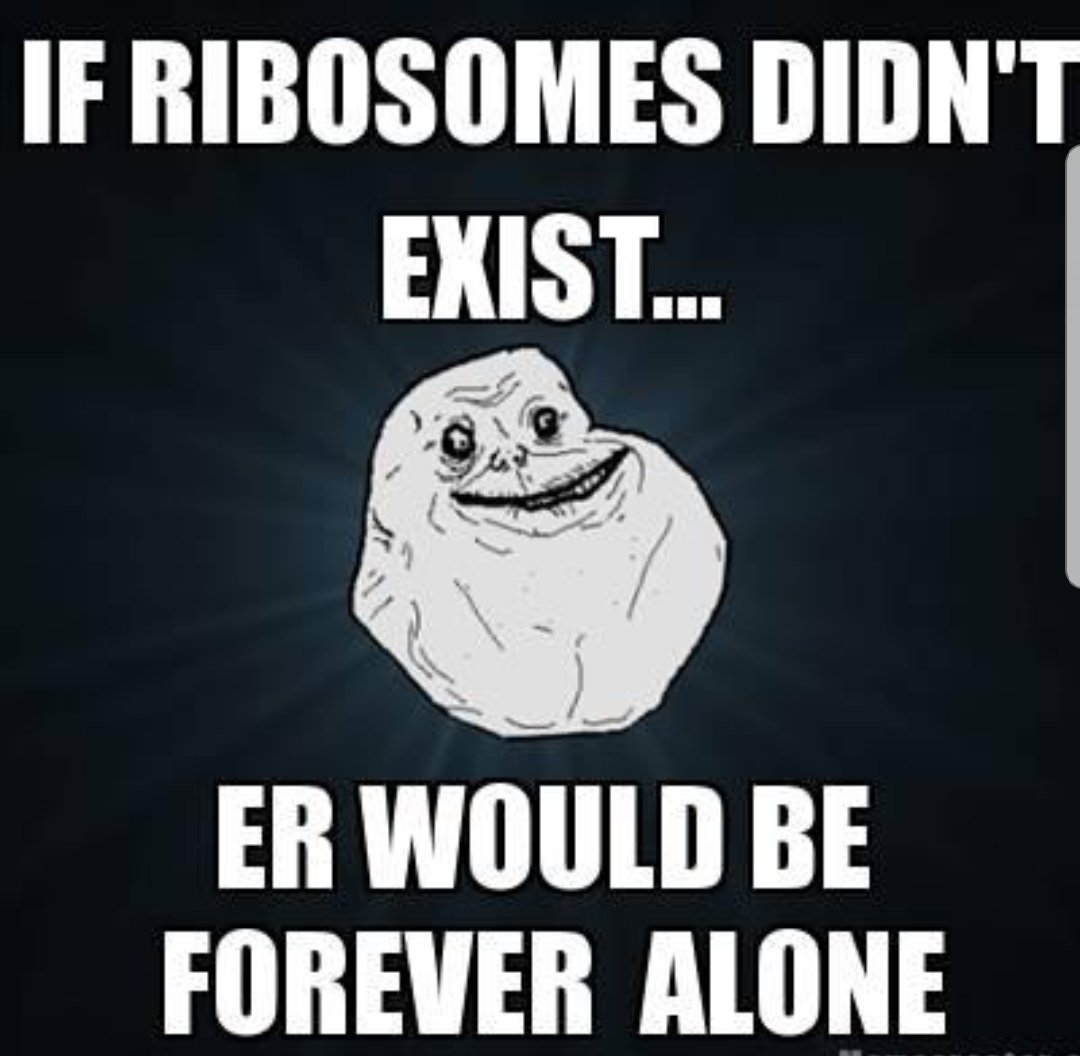 ribsosomes's tweet photo. @murphyapbio  Hey Rough ER, without Ribosomes you wouldn't even exist considering we make up your very being! https://t.co/mNJ4bHkgmb
