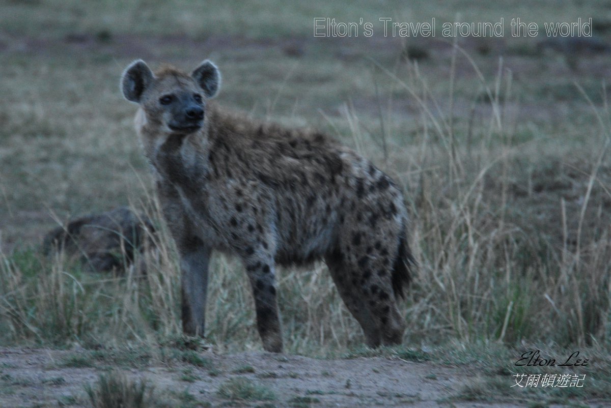 Elton5356's tweet photo. 斑鬣狗 Hyena
非洲二哥,非洲草原上的超級殺手,成群的斑鬣狗連獅子都要退避三舍
#非洲 #肯亞 #保護區 #獵遊 #艾爾頓遊記 #台灣南波萬 #africa #kenya #lemekconservancy #safari #gamedrive #eltonstravel #taiwannumberone
https://t.co/apB7RNGjSy https://t.co/5hdUyvyW0V