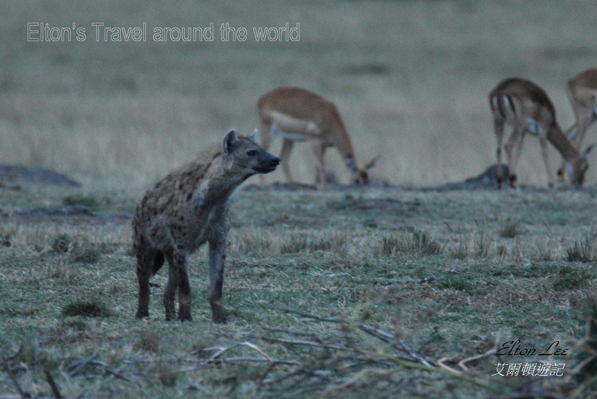 Elton5356's tweet photo. 斑鬣狗 Hyena
非洲二哥,非洲草原上的超級殺手,成群的斑鬣狗連獅子都要退避三舍
#非洲 #肯亞 #保護區 #獵遊 #艾爾頓遊記 #台灣南波萬 #africa #kenya #lemekconservancy #safari #gamedrive #eltonstravel #taiwannumberone
https://t.co/apB7RNGjSy https://t.co/5hdUyvyW0V