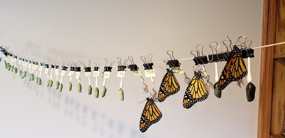 ConserBlueprint's tweet photo. The last round of #monarchbutterfly are getting ready to launch on their journey to Mexico. Still about 62 in a chrysalis that will make an appearance in the next few days.
#pollinator
#ConservationBlueprint https://t.co/hy4YZWVlt0
