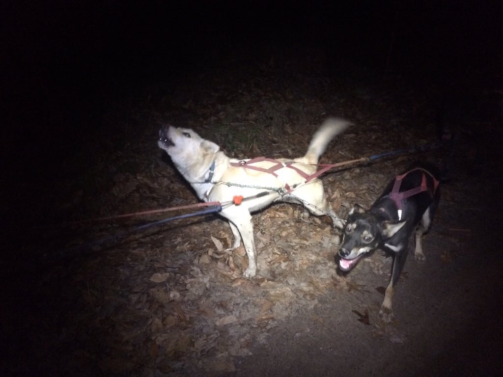 Refried is 9 years old. She has run hundreds of miles with the silkiest, softest, plushest fur imaginable. She sings constantly, mile after mile, reveling in the feeling of being so soft and so strong and so kind and so beautiful and so loved.