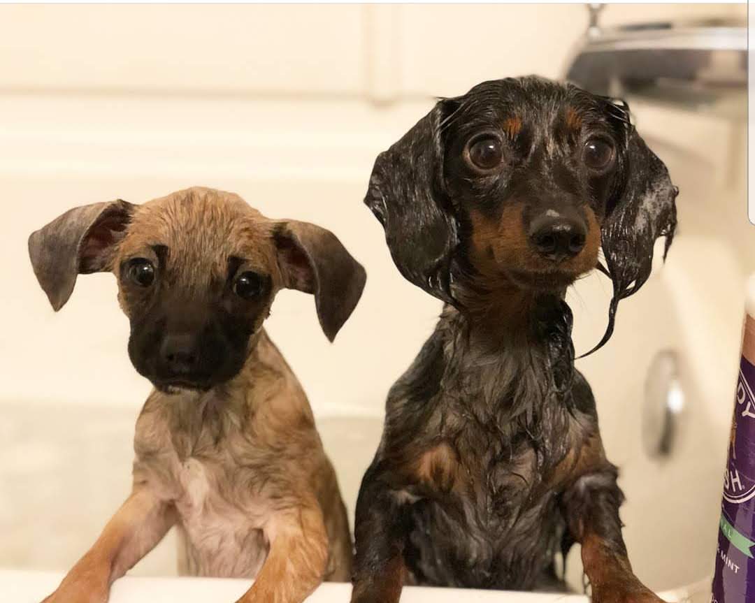 This rain in the #twincities is for THE DOGS!!!

Follow us on Instagram @pennyandfrankluce
.
.
.
.
#dachshund #rescuepuppy #thepeensandtheweens #dogsoftwitter #dogsofinstagram #dogsofminneapolis