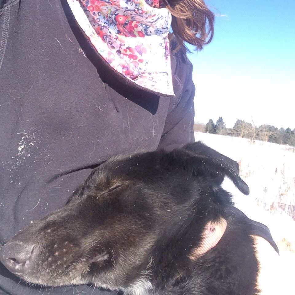 And that, my friends, is the story of the softest sled dogs in the land. The end.