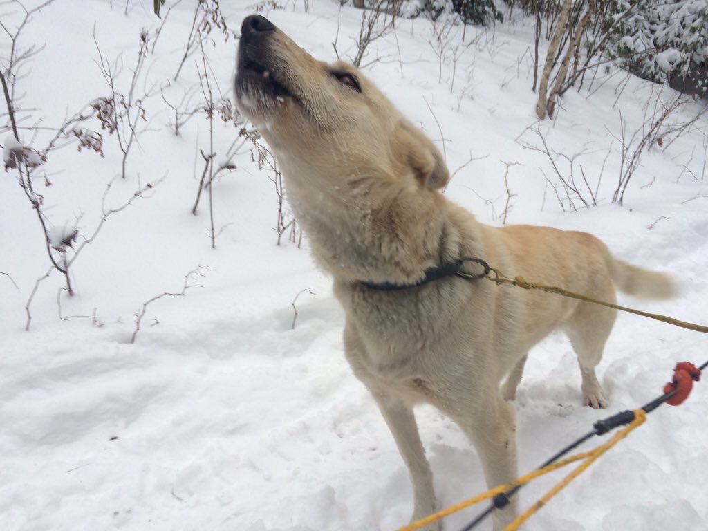 And that, my friends, is the story of the softest sled dogs in the land. The end.