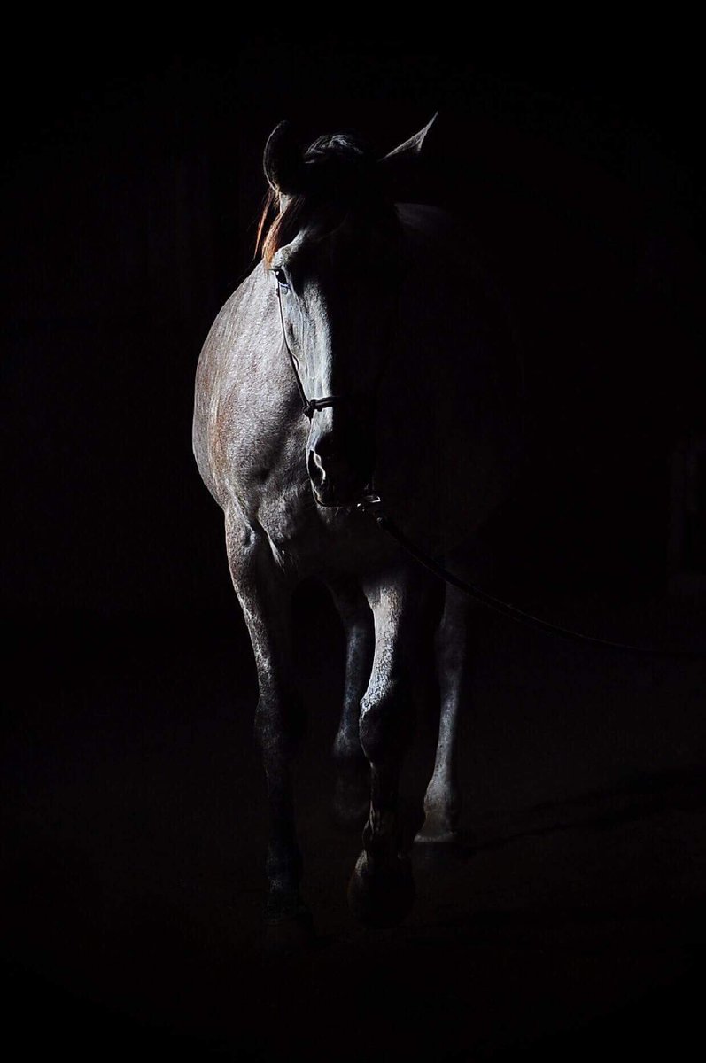 molly_ili's tweet photo. Forget cool pics of myself, here’s my horse https://t.co/sZHlDOcyo0