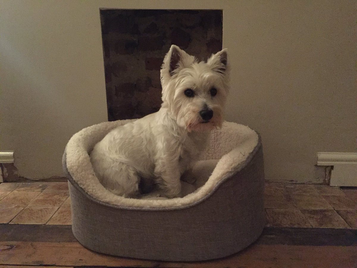 RogerTheWestie's tweet image. This is me. I’m a dog. I’m a handsome dog apparently. I also love my new bed.....even though I look a little confused as to how to use it....#roger #westie #simpledog #bestiewestie #dogsoftwitter #bestfriend #itsnotassmallasitlooks #ladroger