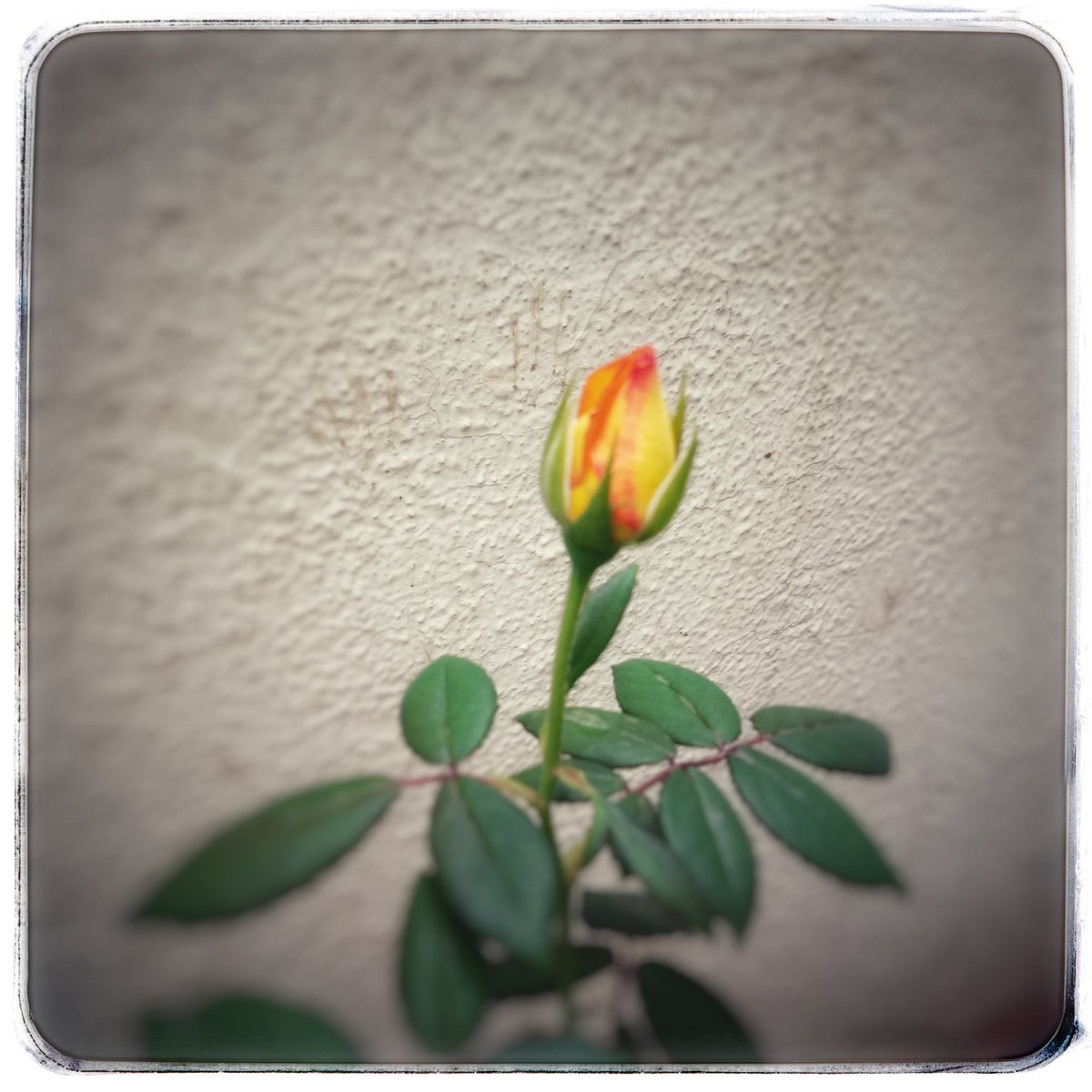 CelebratingE's tweet photo. Good Morning!! 
"It will never rain roses: when we want to have more roses we must plant more trees." #roses
#nature #gardener #gardeninglife #potgarden #balconygarden #gardeninglove #gardening #morningcaptures #naturalbeauty #naturephotography  #puneblogger #blogger #Pune https://t.co/T0Li375wGe