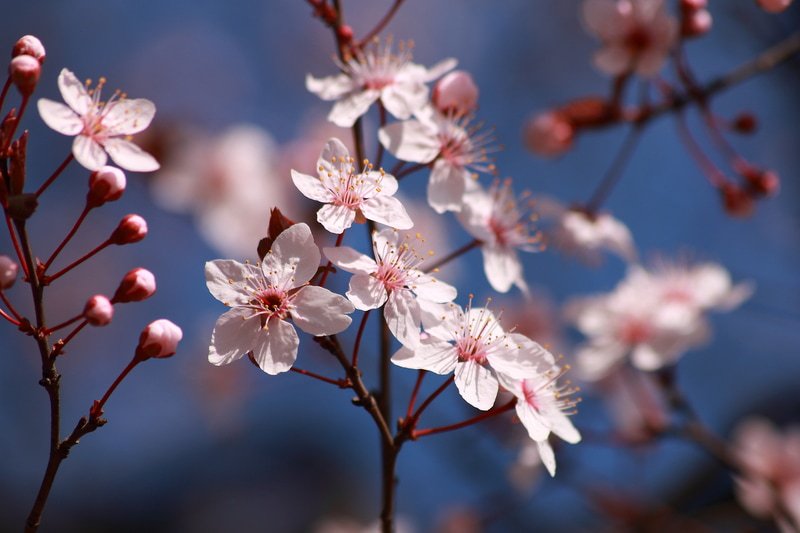 a1sure_services's tweet image. #SpringTreeCare
Spring Tree Care Tips To Help You Check The Health Of Your Trees
goo.gl/h2VeuW