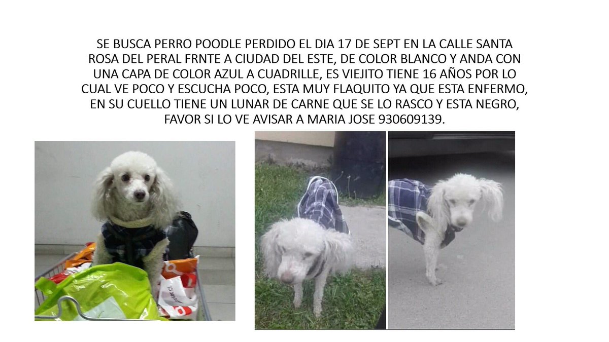 🆘🆘🆘🆘🆘🆘🆘🆘 Amigos por favor ayúdenme a difundir por todas sus redes sociales 🙏🏻🙏🏻 Ruffo está enfermo necesita su tratamiento, su familia está desesperada en su búsqueda, se perdió 17 de septiembre en la comuna Puente 😔😔                          MÁXIMA DIFUSIÓN ❤️