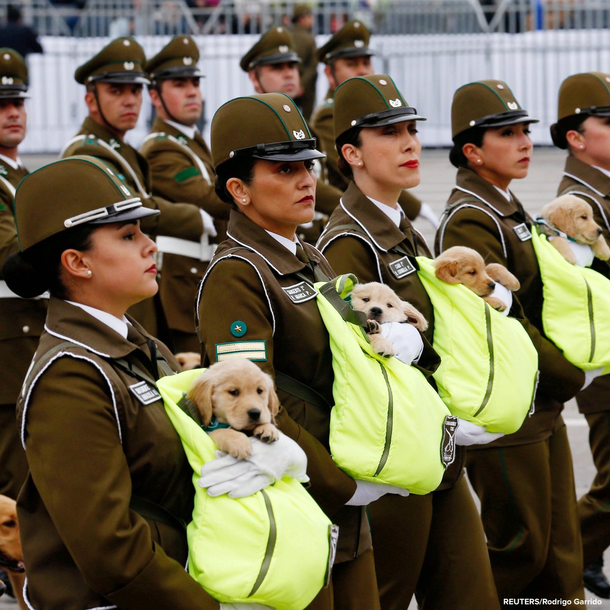 ABC's tweet photo. Troop of adorable police puppies steals the show as officers march with the pups in pouches at Chile's annual military parade.

The dogs are being trained in the Canine Unit of the country's national police force. https://t.co/fVtvLd2Q8n https://t.co/mU5RBnoHCU