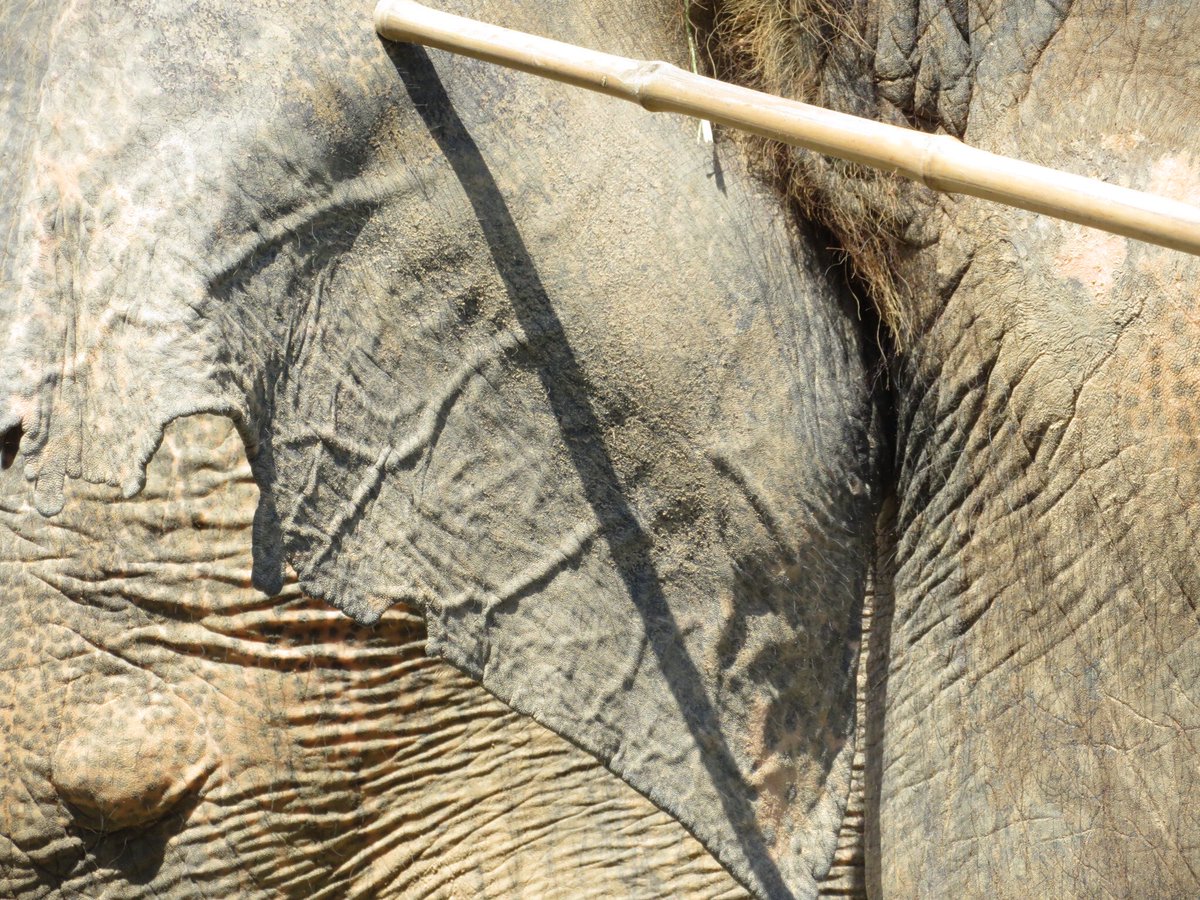 千葉市動物公園 公式 ジャングル大帝では ゾウに注射を刺すシーンがありますが 実際は ゾウの皮膚 は分厚くて針が刺さらないんです 針は皮膚が薄い耳に刺します 血管が浮き出ているのが分かりますか ジャングル大帝 リアル謎解きゲームコラボ 千葉市動物公園 公式 ジャングル大帝では ゾウに注射を刺すシーンがありますが 実際は ゾウの皮膚 は分厚くて針が刺さらないんです 針は皮膚が薄い耳に刺します 血管が浮き出ているのが分かりますか ジャングル大帝 リアル謎解きゲームコラボ