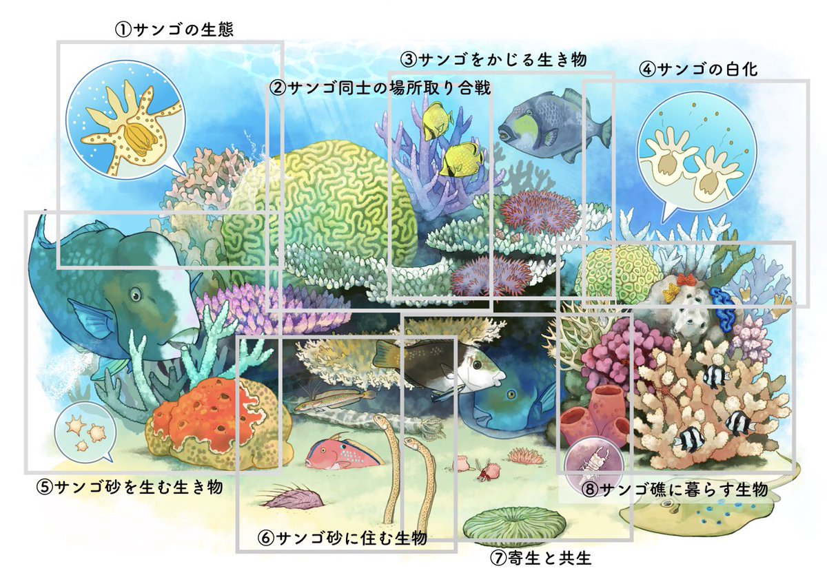 シンポジウム サンゴとサンゴ礁の生き物 開催カウントダウン企画