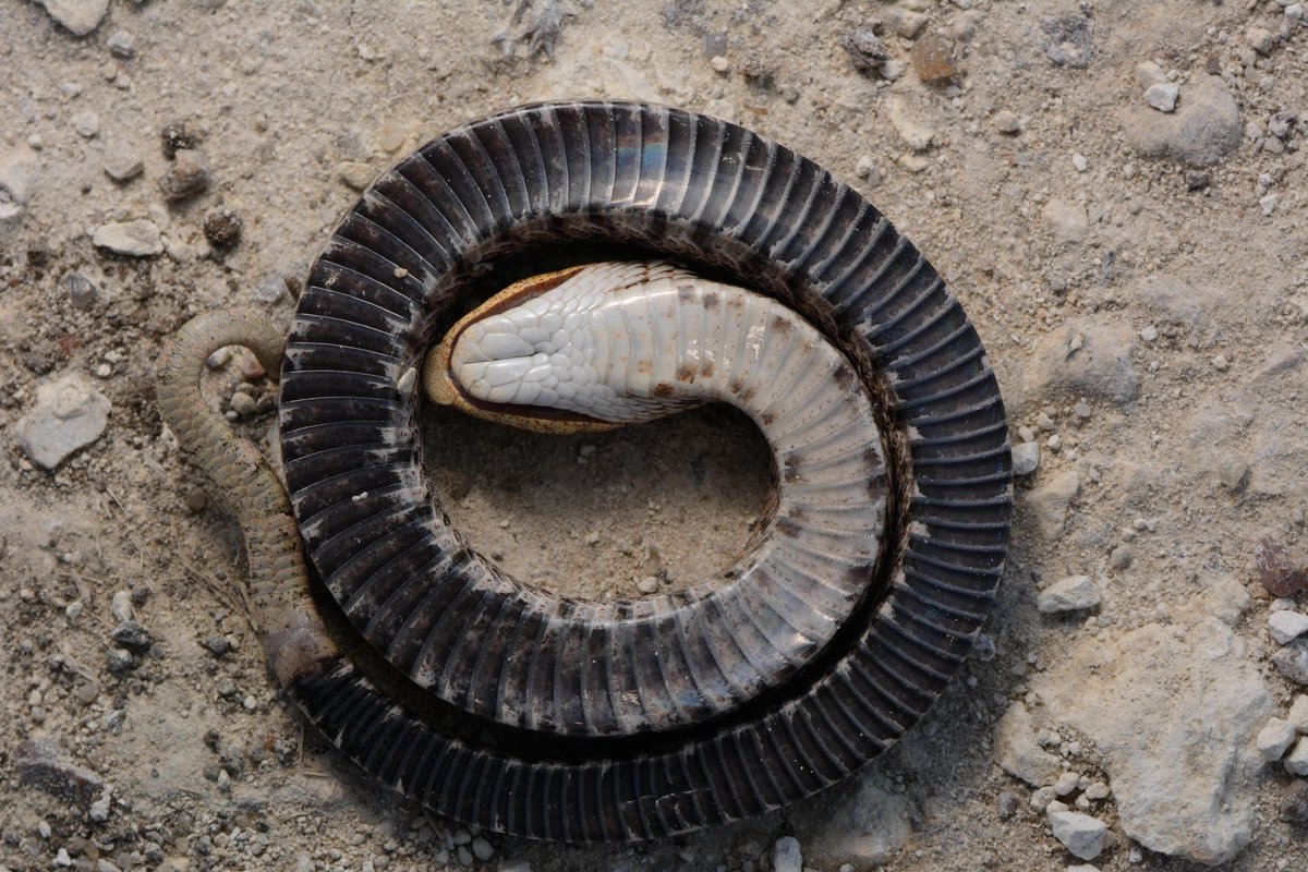 Eastern Hog-nosed Snake: *dies*

Me: *waits*

EHNS: *peeks*

Me: 😗

EHNS: "..."

EHNS: 🤔

EHNS: *dies again*